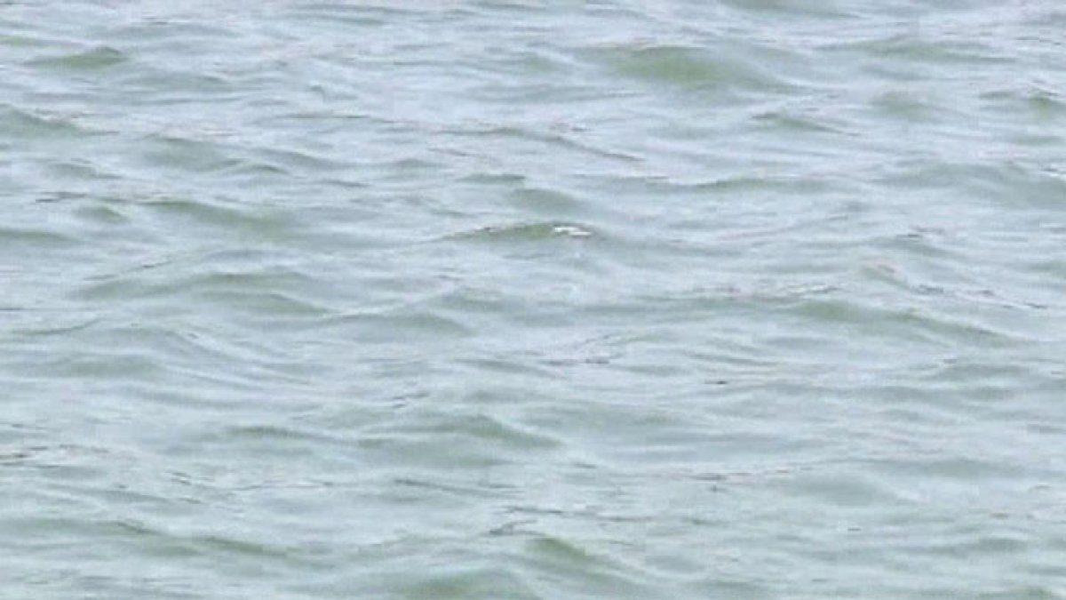 Father, son from Chicago area drown in Lake Michigan – NBC Chicago