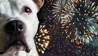 Keep your furry friend safe on Fourth of July with these tips – NBC Los Angeles