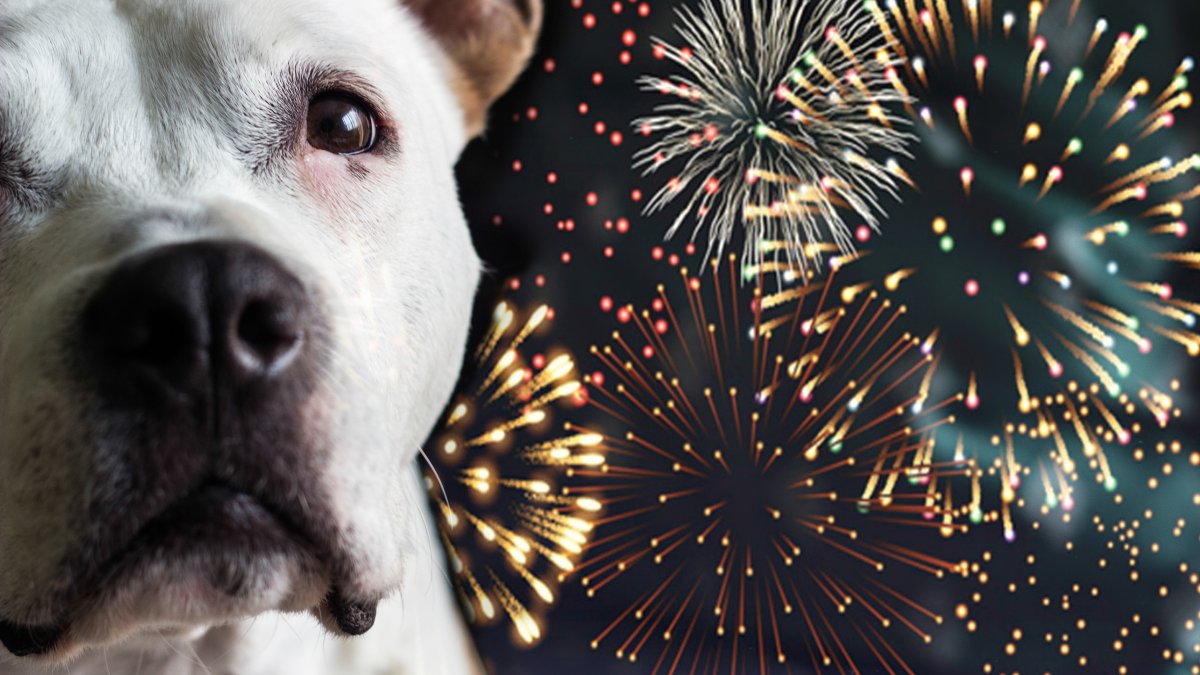 Keep your furry friend safe on Fourth of July with these tips – NBC Los Angeles