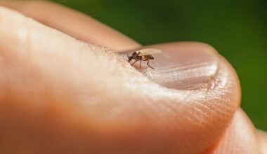 What we know about Oropouche fever, a rising vector-borne disease