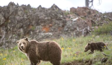 Is It Time to Stop Protecting the Grizzly Bear?