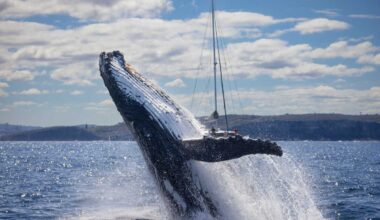 Five whale watching tours to check out near New York City
