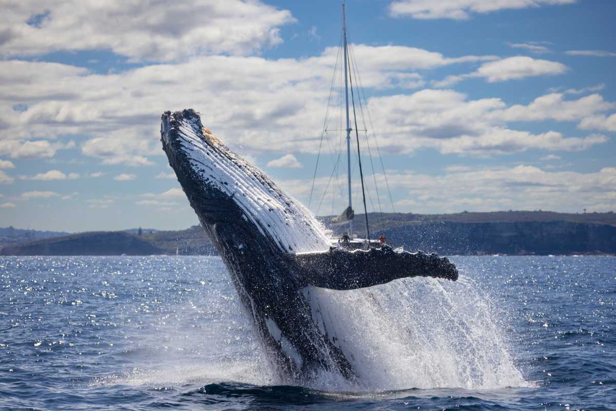 Five whale watching tours to check out near New York City