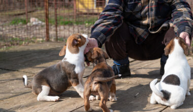 ACS needs help caring for animals taken after deadly Hill Country floods