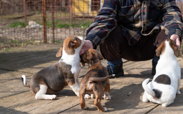 ACS needs help caring for animals taken after deadly Hill Country floods