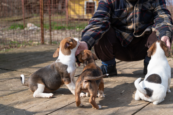 ACS needs help caring for animals taken after deadly Hill Country floods