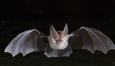 A tourist ended up with a wild bat in her mouth — and nearly $21,000 in medical bills – NBC Boston