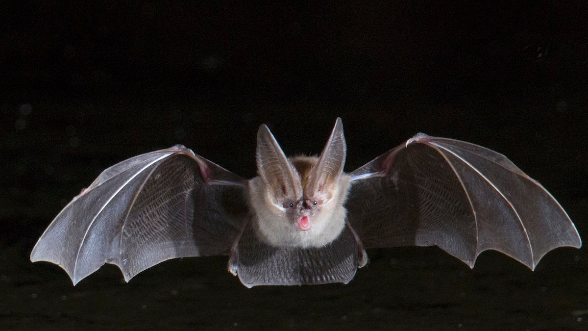 A tourist ended up with a wild bat in her mouth — and nearly $21,000 in medical bills – NBC Boston