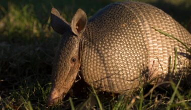 Illinois residents asked to report armadillo sightings – NBC Chicago