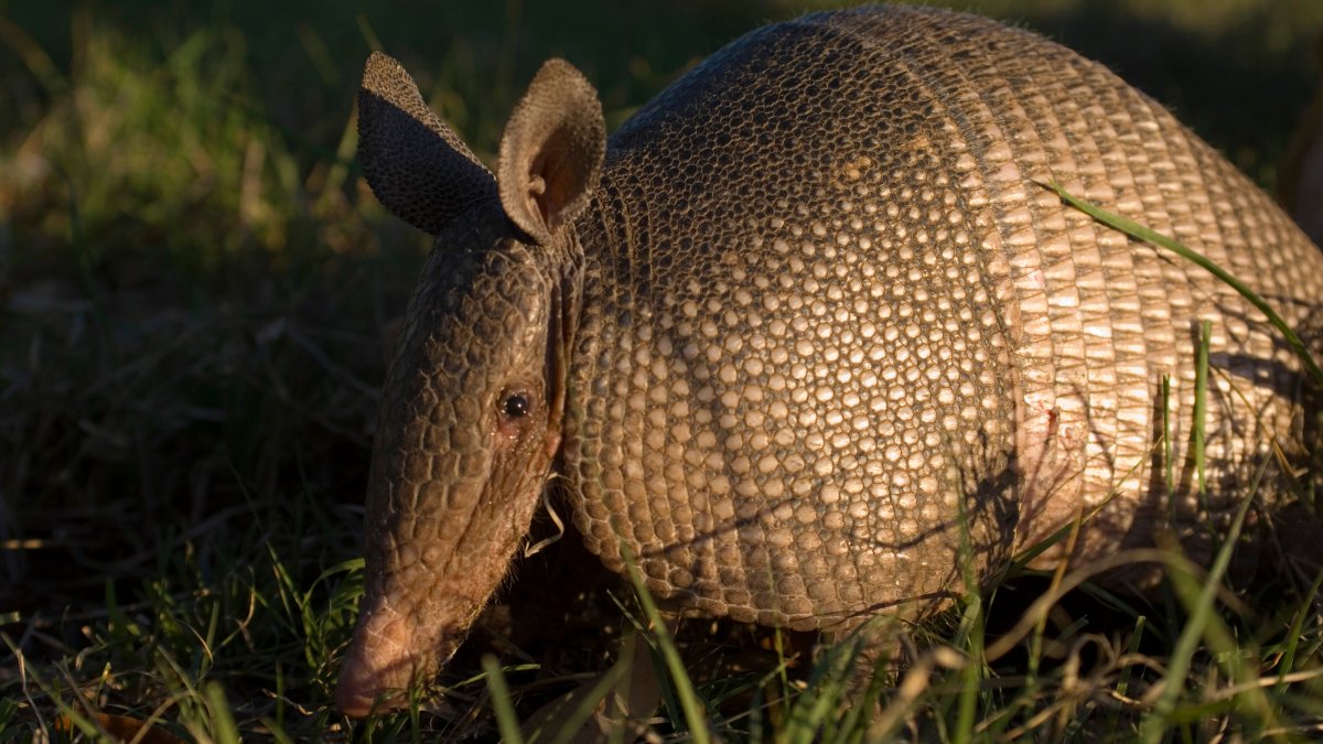 Illinois residents asked to report armadillo sightings – NBC Chicago