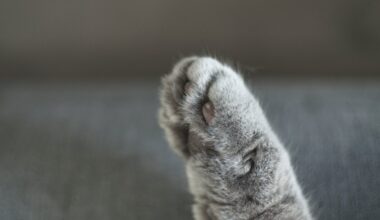 At least 120 cats seized by animal control officials in Fullerton – NBC Los Angeles