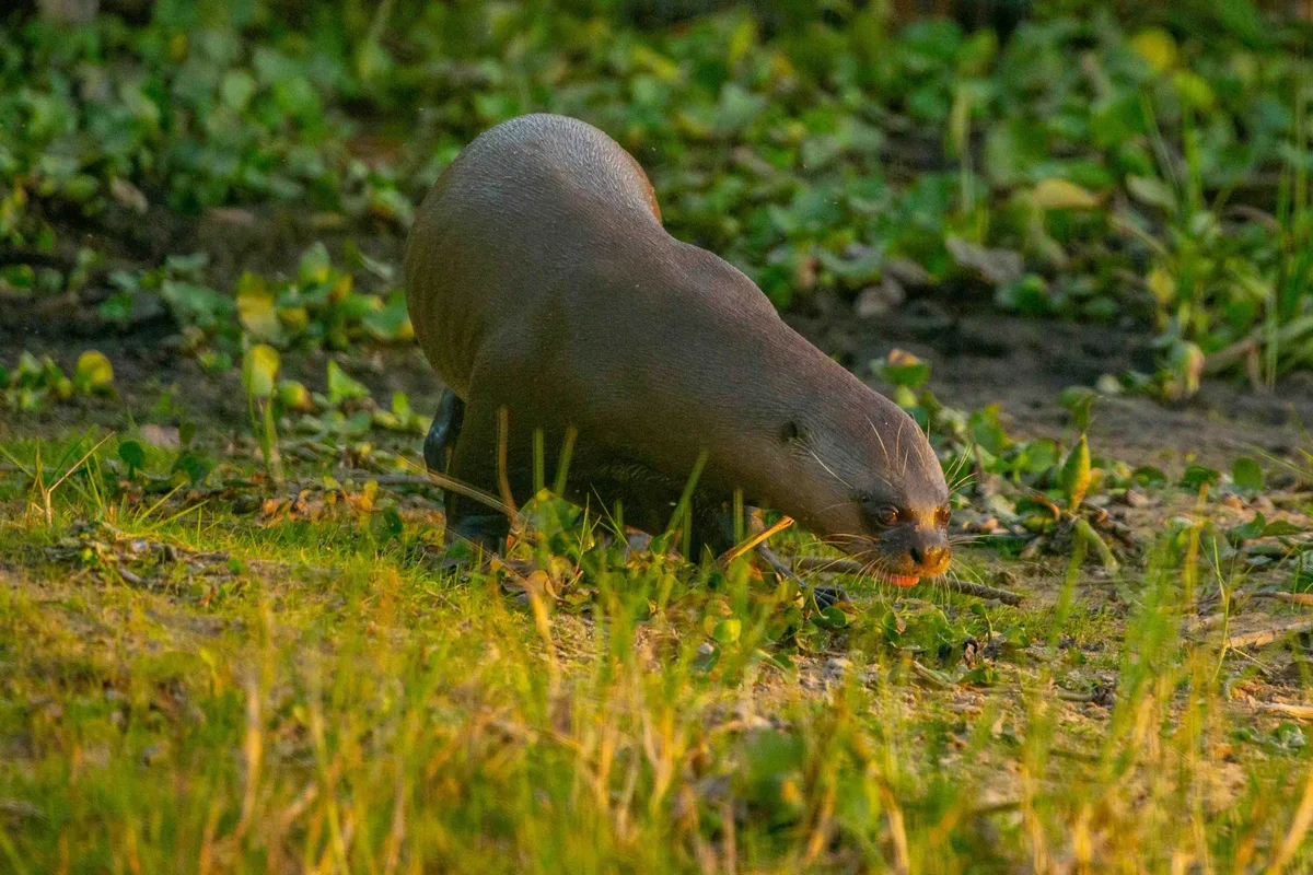 Giant river otter