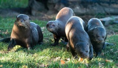 Giant river otters return to Argentina after 40-year absence