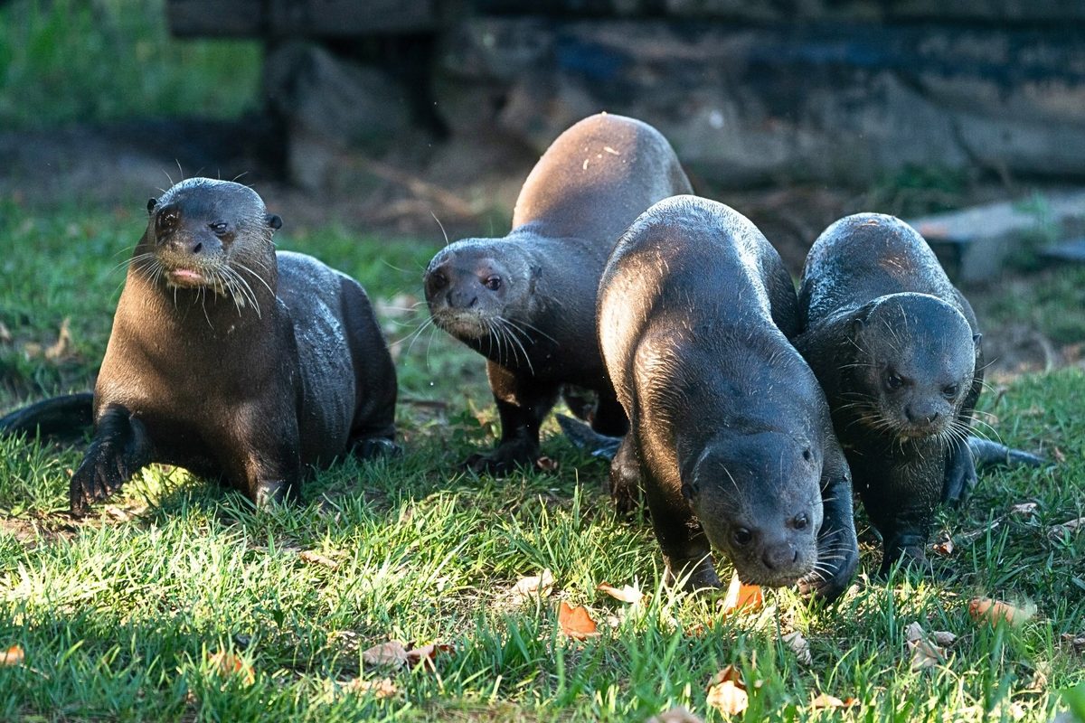 Giant river otters return to Argentina after 40-year absence