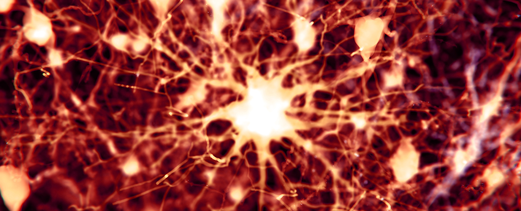 Scientists Find 2 Existing Drugs Can Reverse Alzheimer's Brain Damage in Mice : ScienceAlert