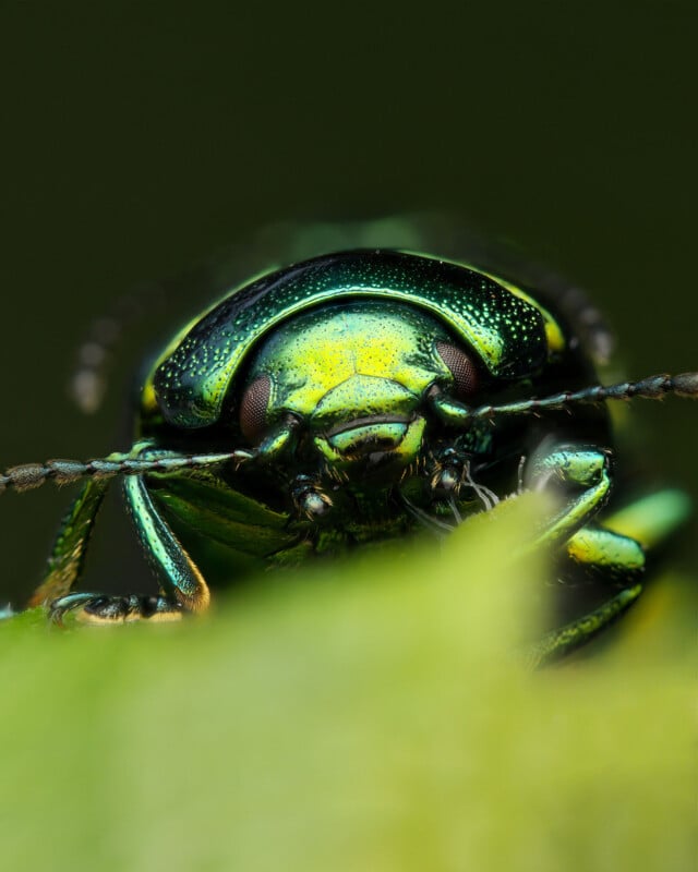 Close-up of a metallic green beetle with detailed textures, holding onto a leaf. The beetle's eyes and antennae are clearly visible, and the background is a soft, unfocused green.
