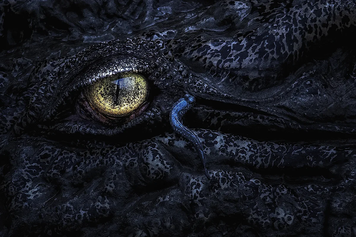 Close up of a blue mudskipper resting by the eye of a crocodile.