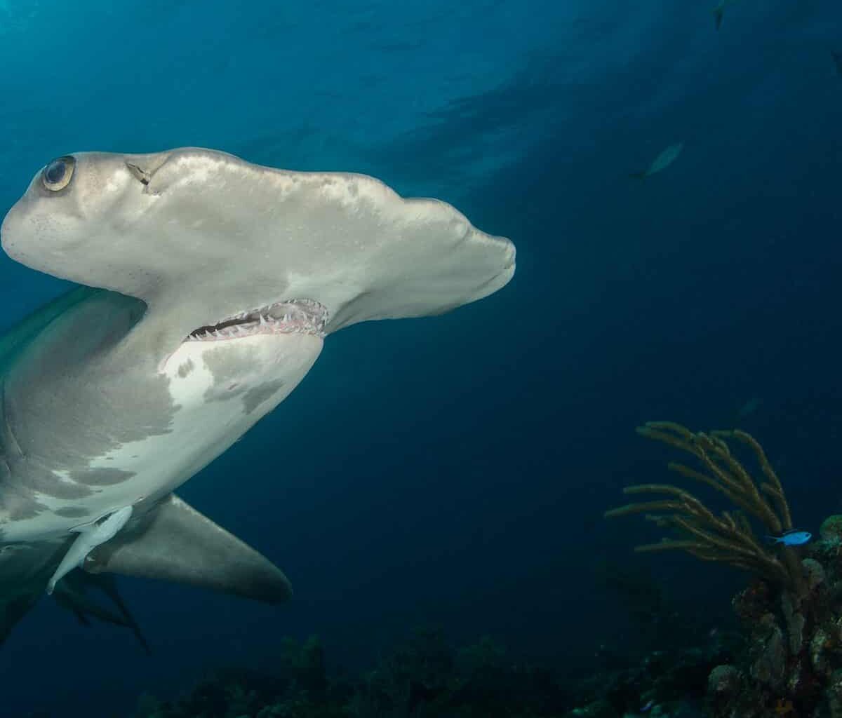 Costa Rica Loses Ocean Award Amid Shark Conservation Controversy
