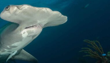 Costa Rica Loses Ocean Award Amid Shark Conservation Controversy