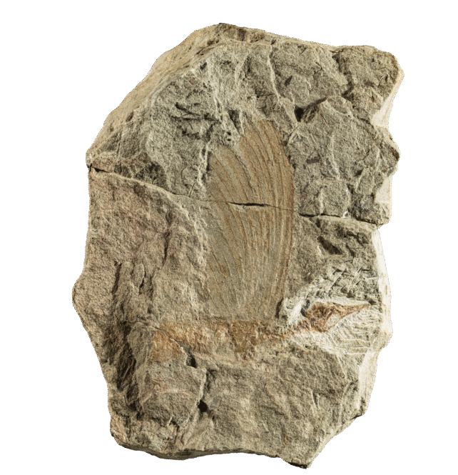 Mirasaura Holotype