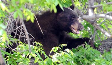 Bear breaks into, destroys Jefferson County car in Colorado foothills