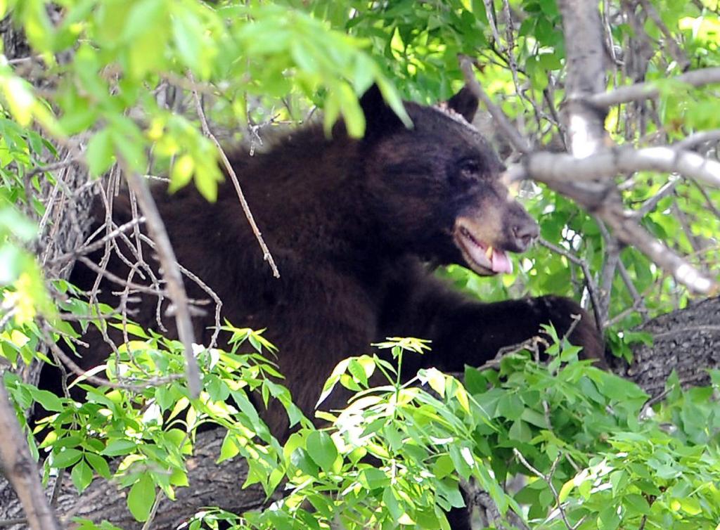 Bear breaks into, destroys Jefferson County car in Colorado foothills