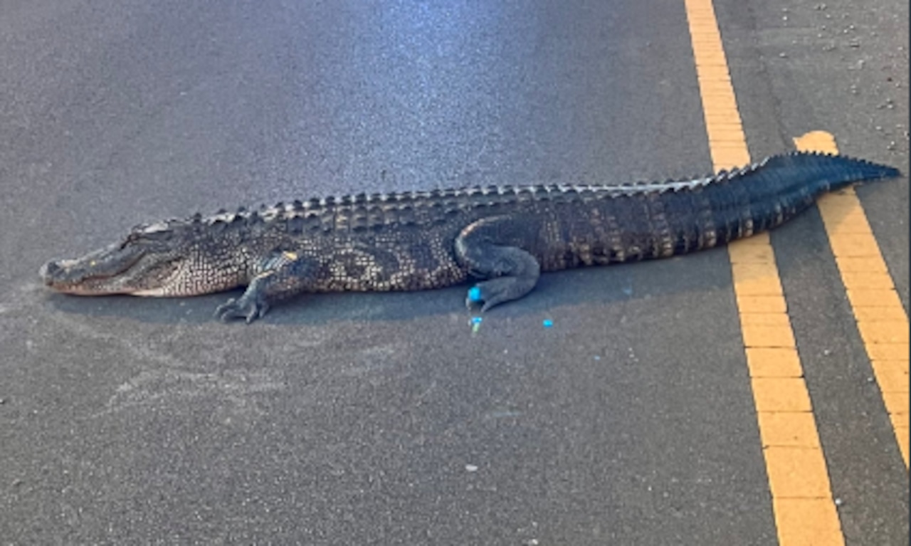huntsville alligator