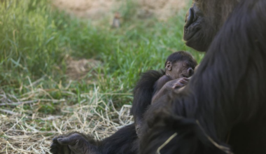 Critically endangered baby gorilla born at Cheyenne Mountain Zoo