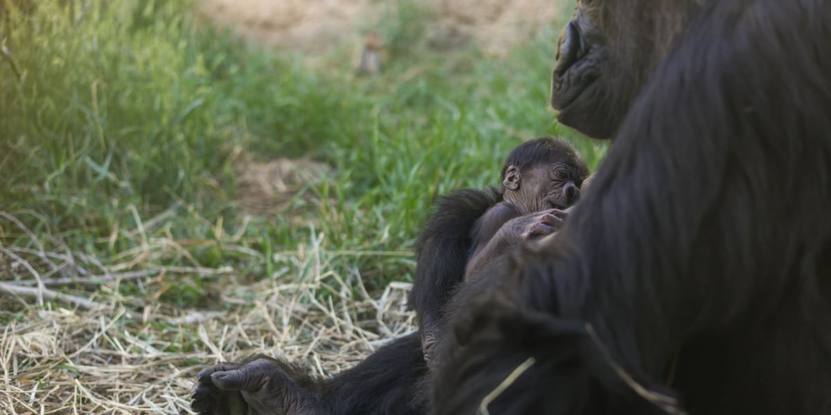 Critically endangered baby gorilla born at Cheyenne Mountain Zoo