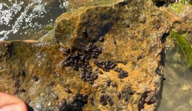 Invasive New Zealand mudsnails detected in Gellat Lake