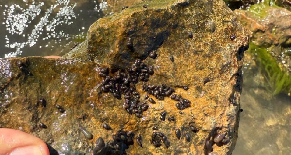 Invasive New Zealand mudsnails detected in Gellat Lake