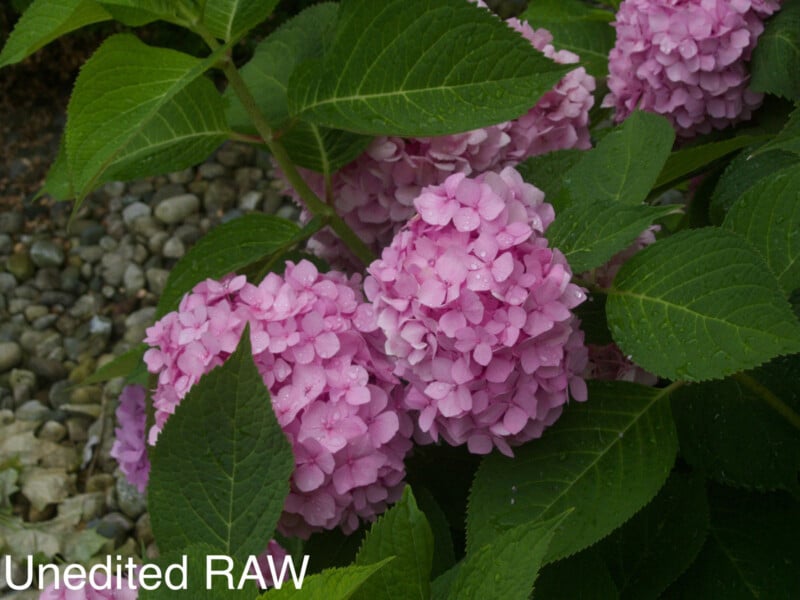 Large clusters of vibrant pink hydrangea flowers with green leaves, resting near a bed of small rocks. The words “Unedited RAW” are written in white text at the bottom left corner.