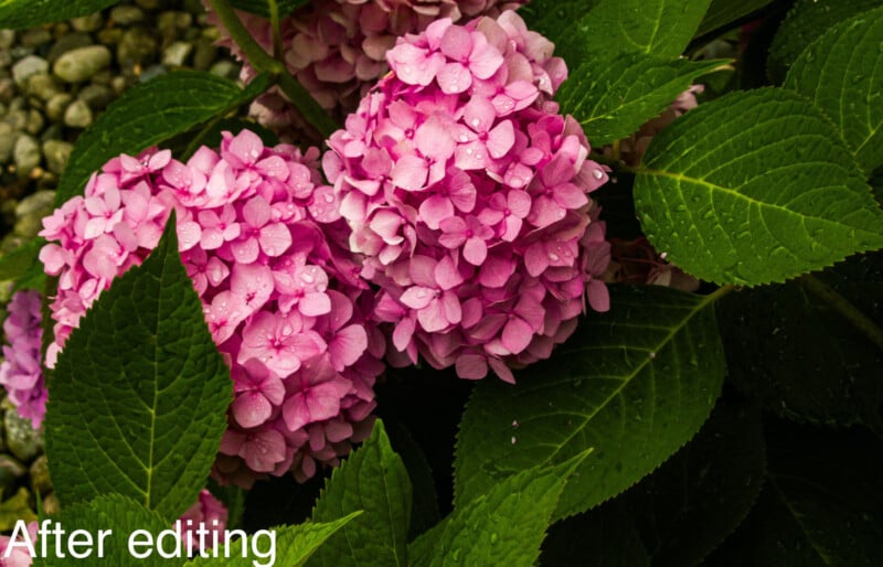 Bright pink hydrangea flowers surrounded by lush green leaves, with the words "After editing" in white text in the bottom left corner. The image appears vibrant and saturated.
