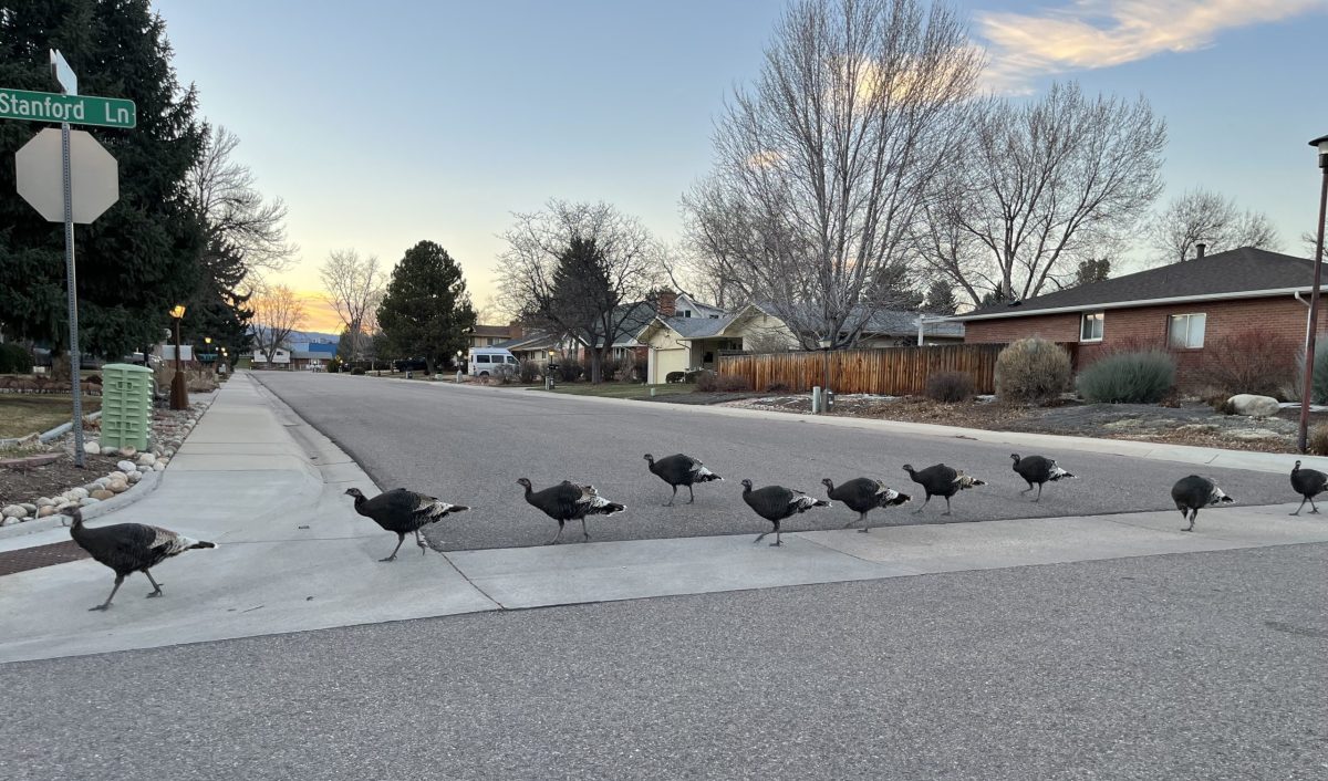Ten wild turkeys, all black with white-tipped wing and tail feathers, walk across a street in a subdivision as the sun sets in the background.
