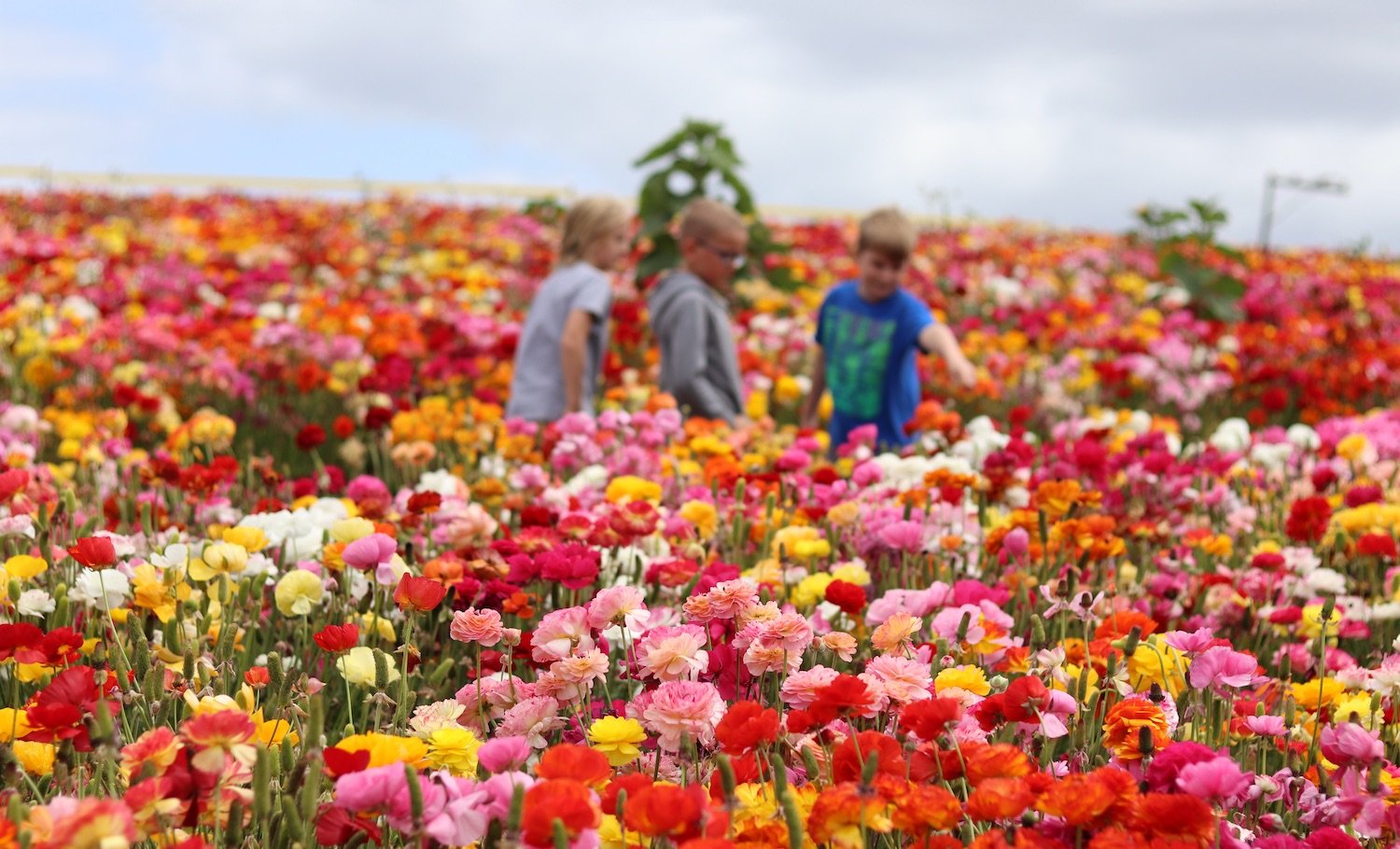 San Diego’s Best Family-Friendly Fun 2025: Parks, Classes & More