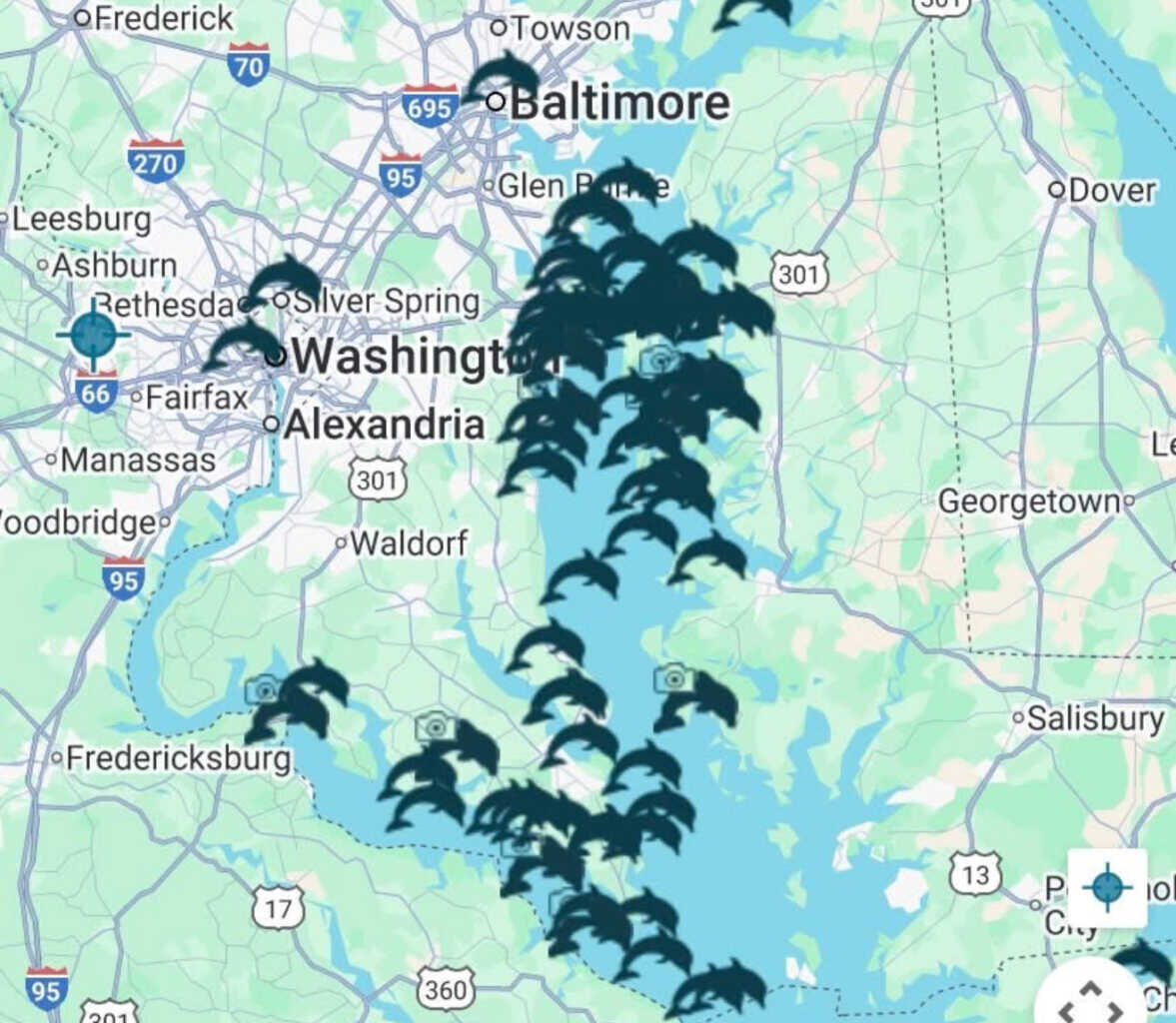 Surge in Dolphin Sightings Across Maryland: From Chesapeake Bay to Potomac River