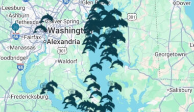 Surge in Dolphin Sightings Across Maryland: From Chesapeake Bay to Potomac River