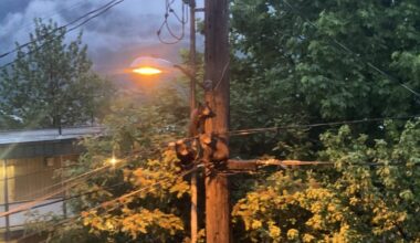 Two black bear cubs die after climbing utility pole in downtown Juneau