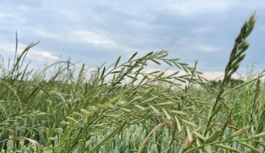 Weed resistance testing: 5 questions you need answered