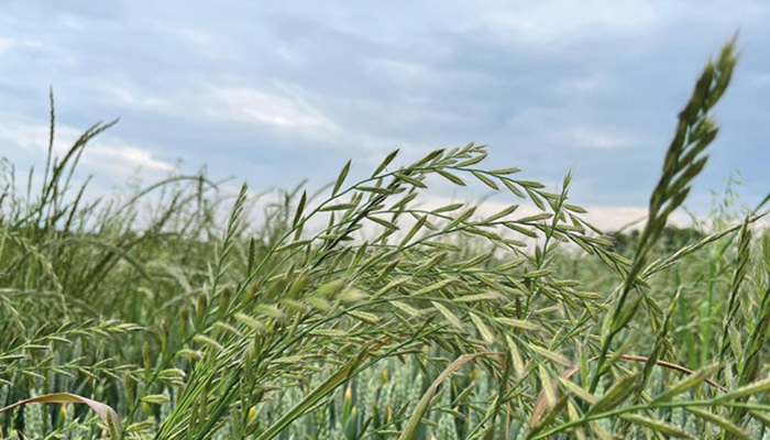 Weed resistance testing: 5 questions you need answered