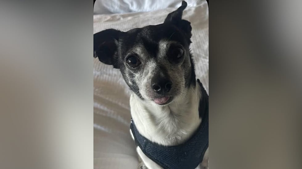 Jake is a chihuahua-dachshund mix.