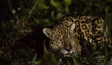 Jaguar population doubles around Brazil’s Iguaçu Falls 