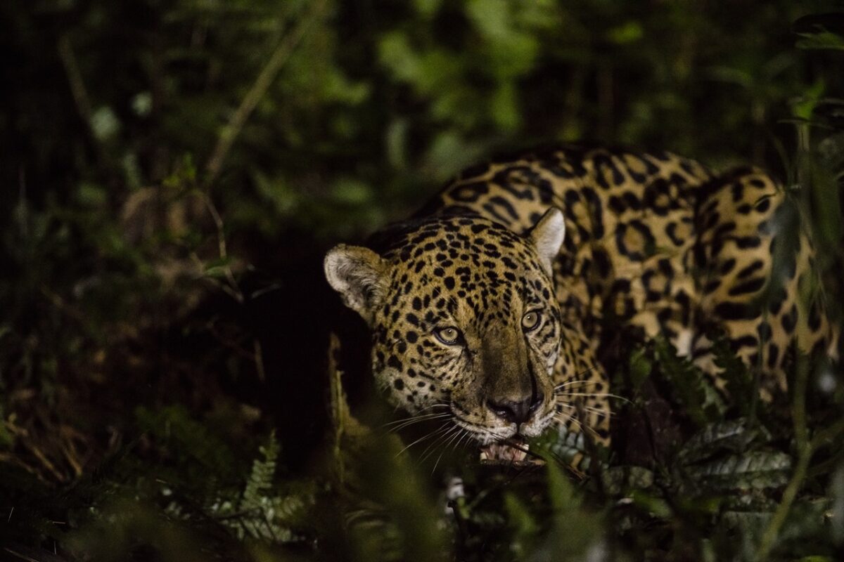 Jaguar population doubles around Brazil’s Iguaçu Falls 
