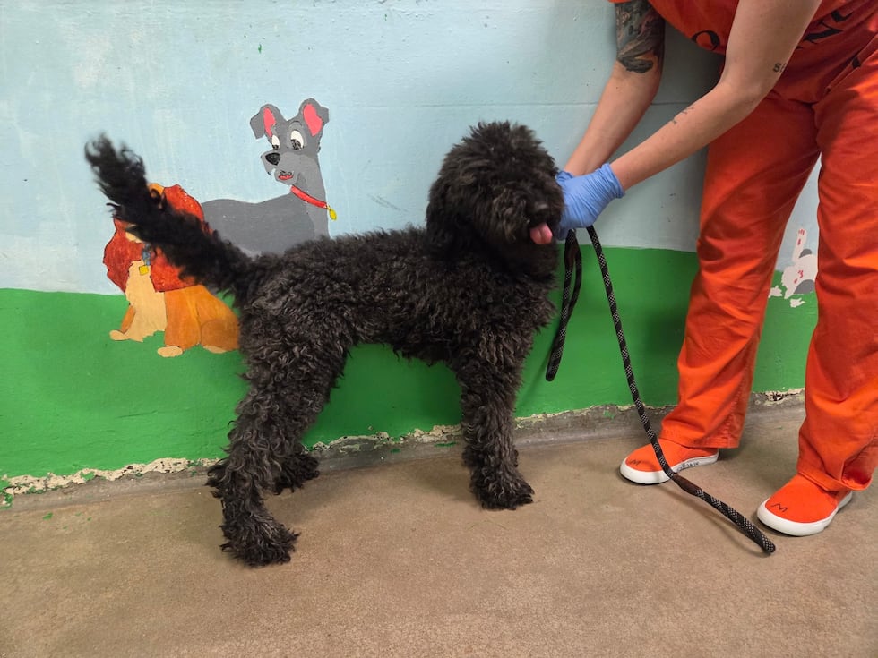 Star is in the MASH unit until she can be adopted.