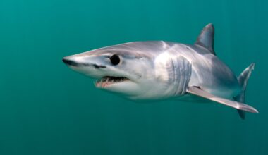 A Mako Shark in the Atlantic Ocean offshore from Cape Cod.