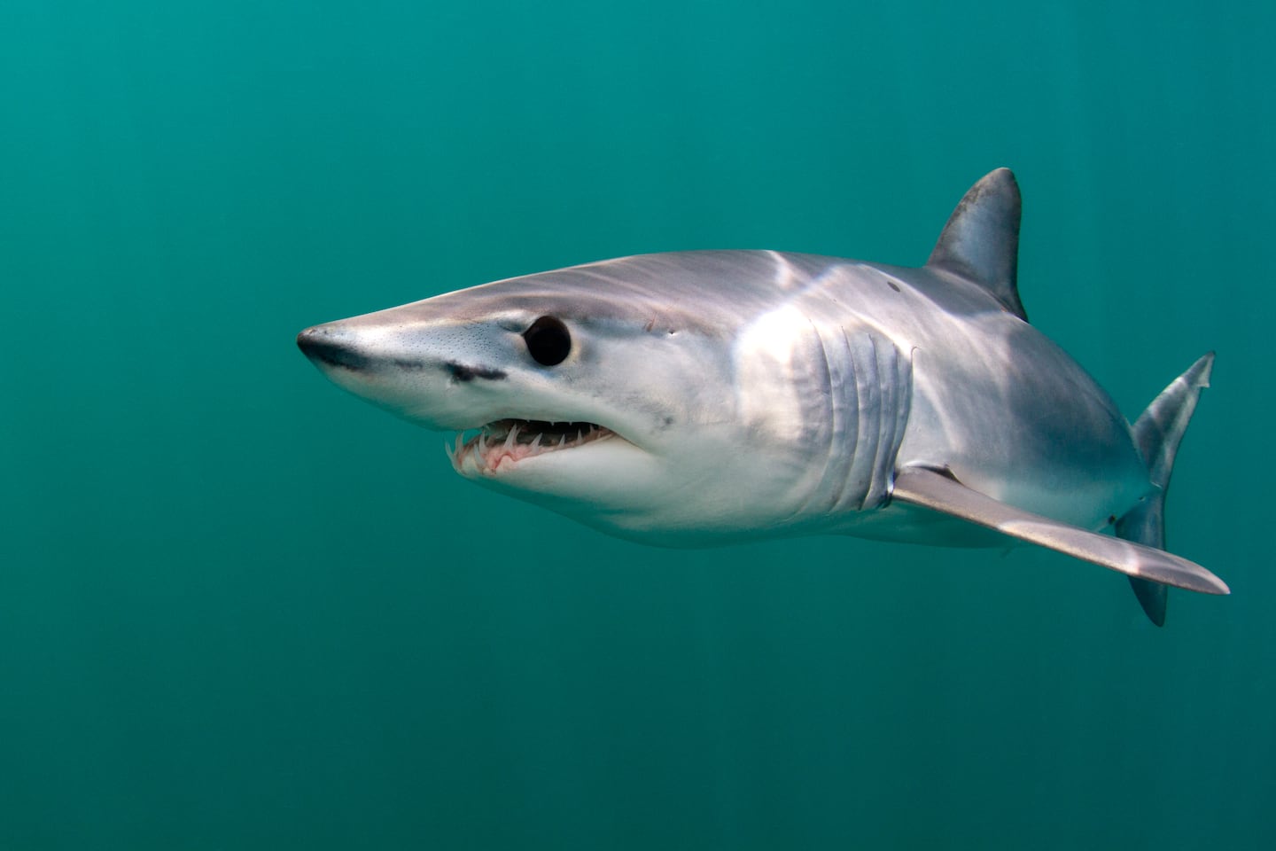 A Mako Shark in the Atlantic Ocean offshore from Cape Cod.