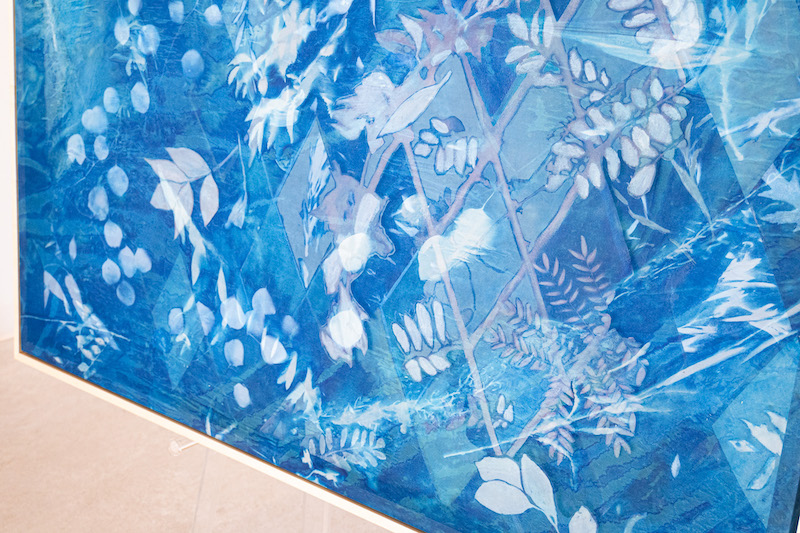 A close-up of a Kristen Abbott cyanotype