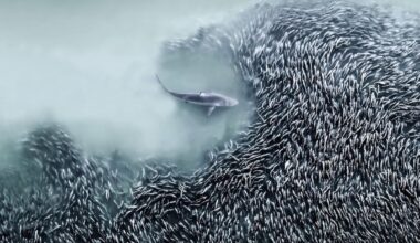 A world from above: View the best images from the Aerial Photography Awards