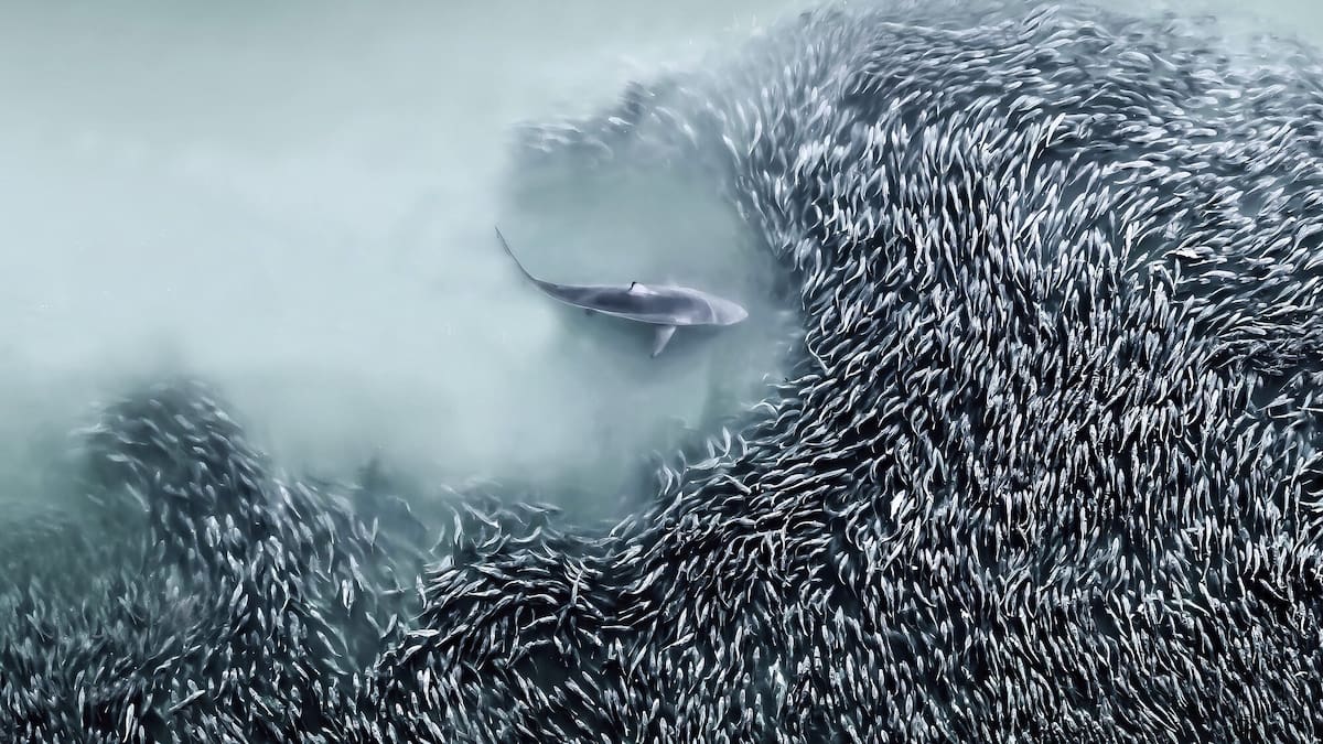 A world from above: View the best images from the Aerial Photography Awards