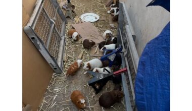 400 to 500 guinea pigs found at LA home as rescue groups criticize LA Animal Services response – Daily News